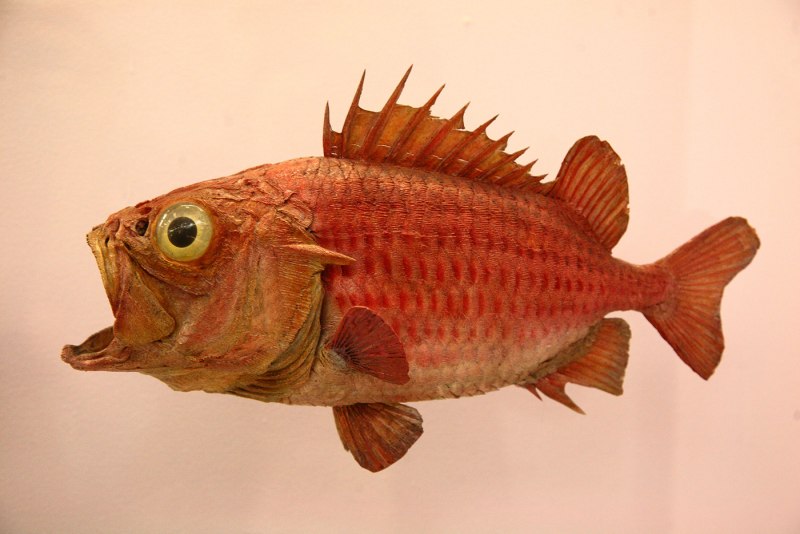 Cyclichthys spilostylus
