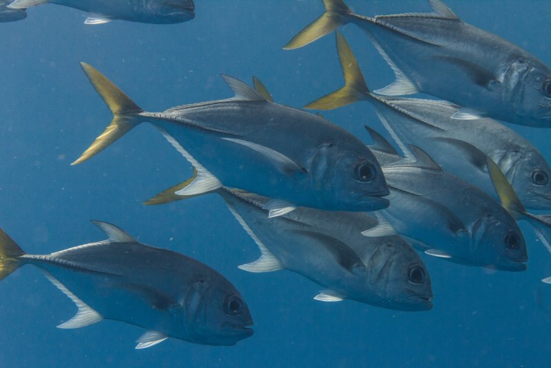 Рыба-тряпка (Icosteus aenigmaticus)