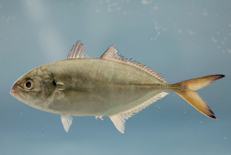 Bluespine Unicornfish