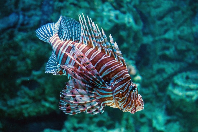Chaetodon lineolatus