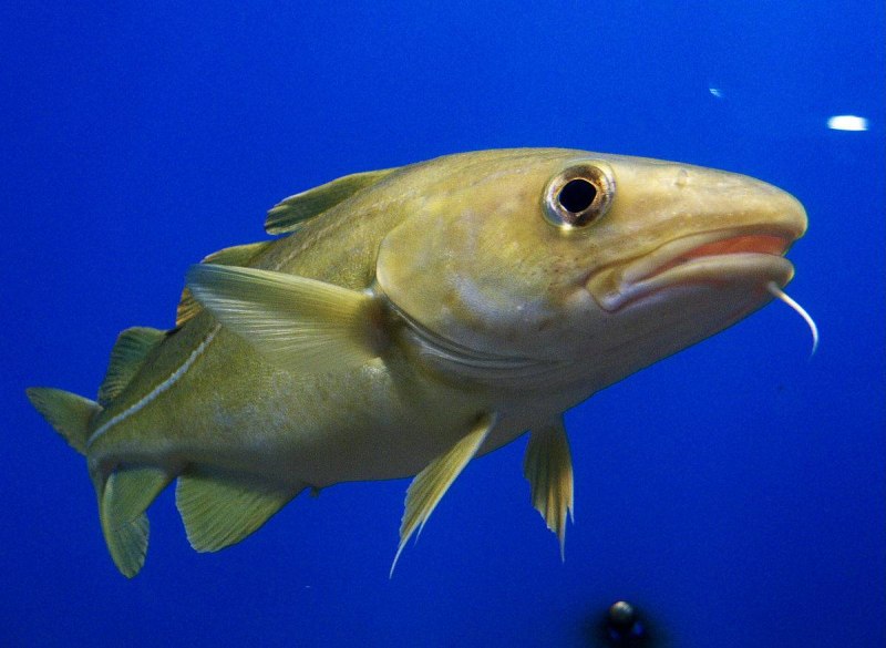 Рыба Aluterus Scriptus