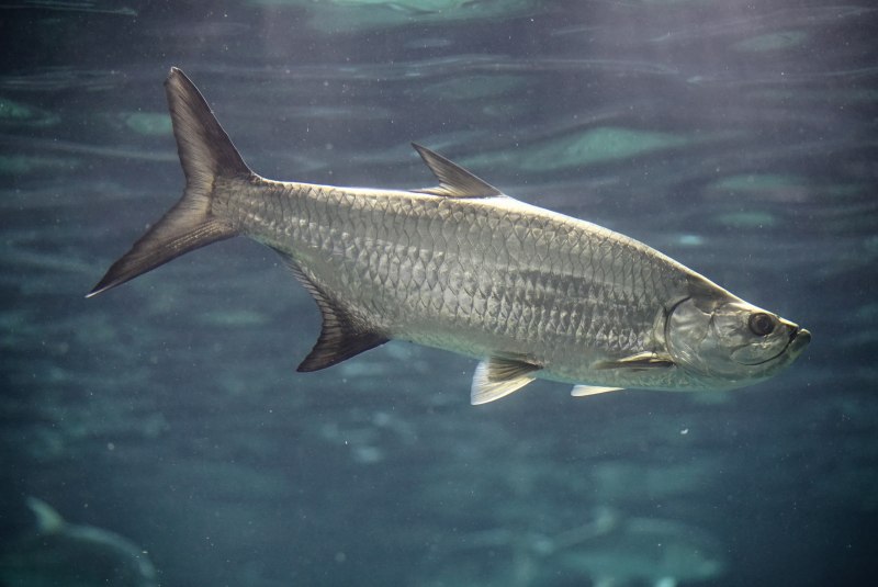 Атлантический Тарпон megalops Atlanticus