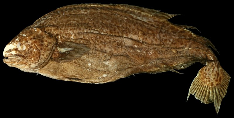 Canthigaster rostrata