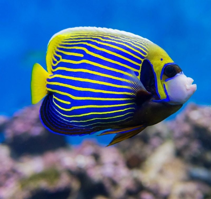 Parupeneus multifasciatus