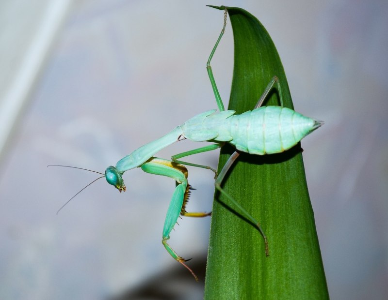 Земляной богомол (Geomantis Larvoides)