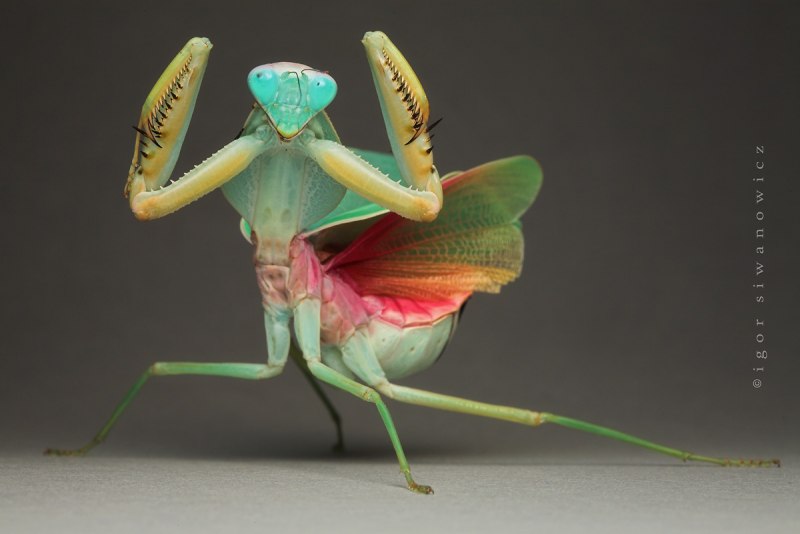 Ischnomantis Gigas богомол