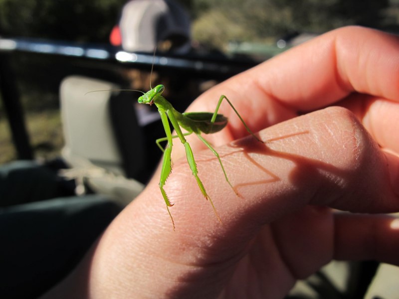 Pseudocreobotra wahlbergii