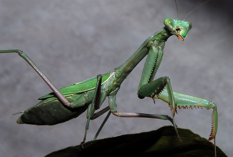 Praying Mantis насекомое