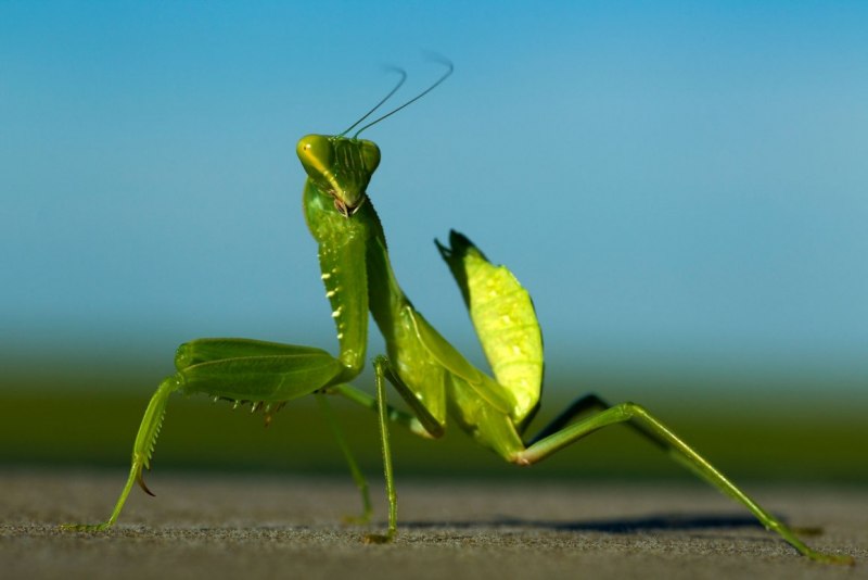Богомол Mantis