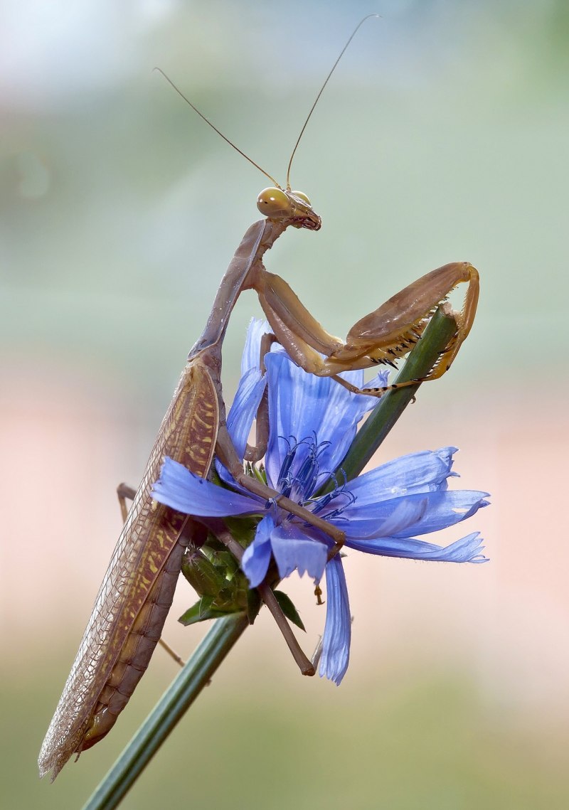 Богомол Creobroter meleagris