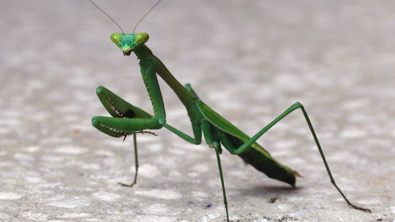 Богомол Idolomantis diabolica
