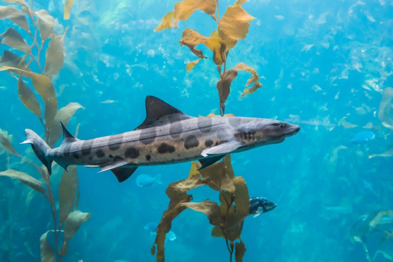 Zebra Bullhead Shark