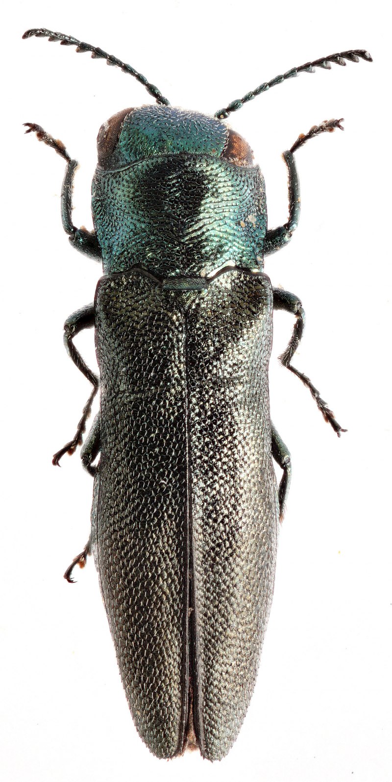 Жук Buprestidae