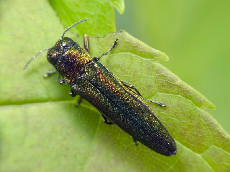 Ясеневая Изумрудная Златка Agrilus planipennis Fairmaire личинка