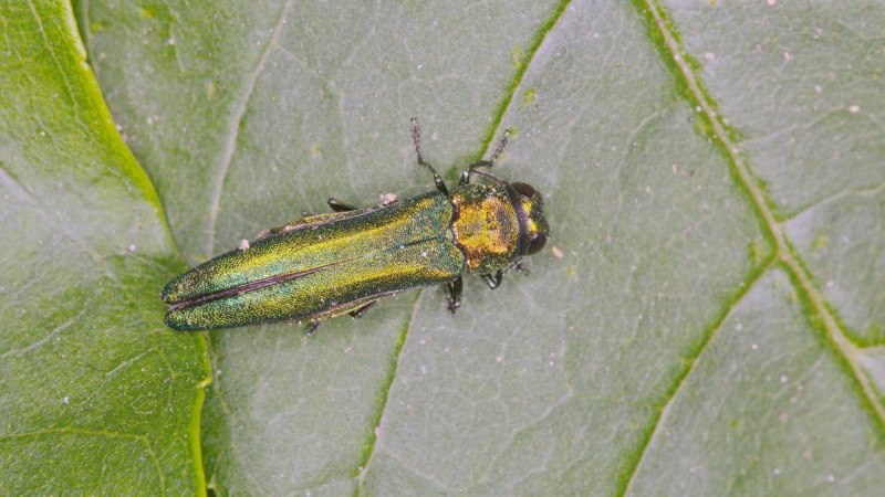 Жук Buprestidae