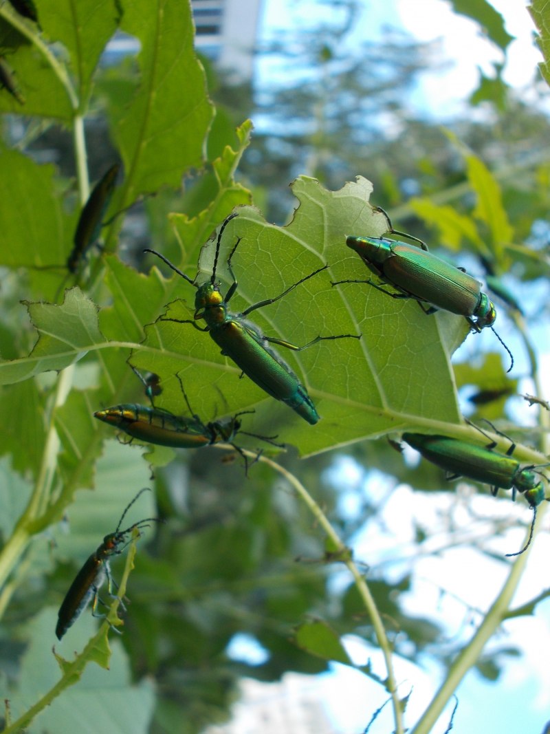 Ясеневая Изумрудная Златка Agrilus planipennis Fairmaire личинка