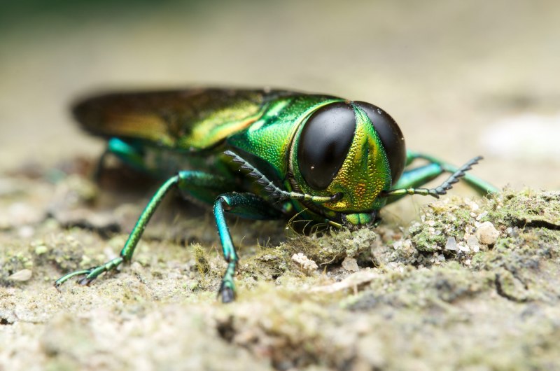 Lamprodila rutilans