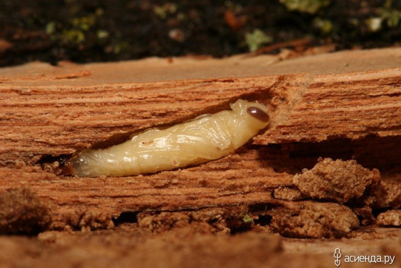 Ash Borer Ash Borer