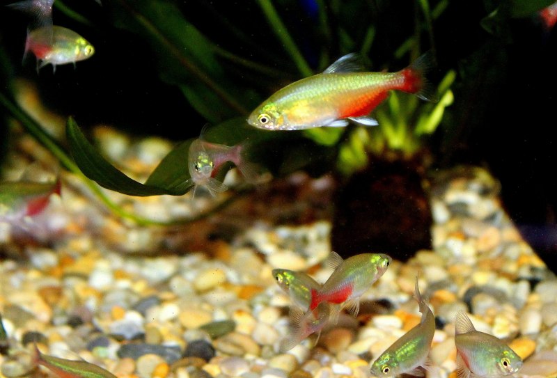 Aphyocharax rathbuni