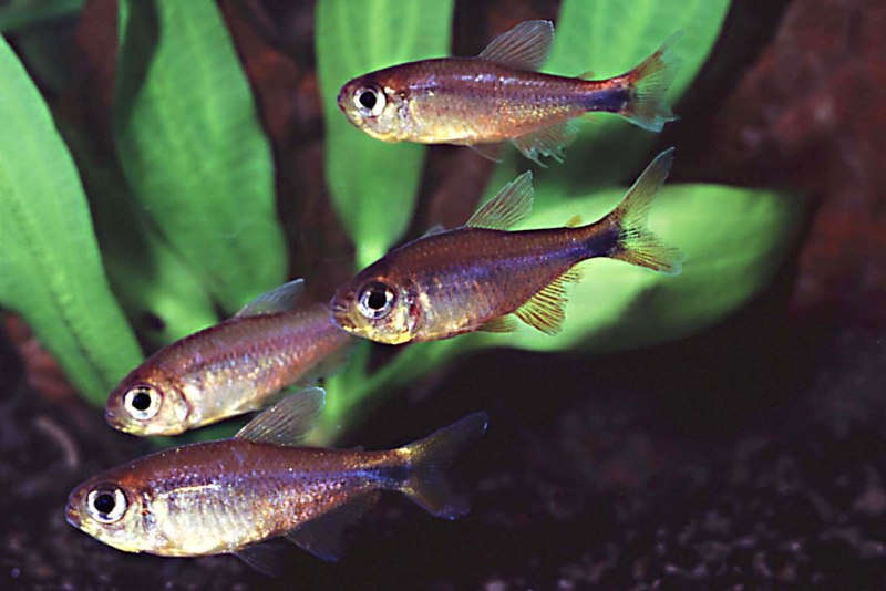 Hyphessobrycon robertsi