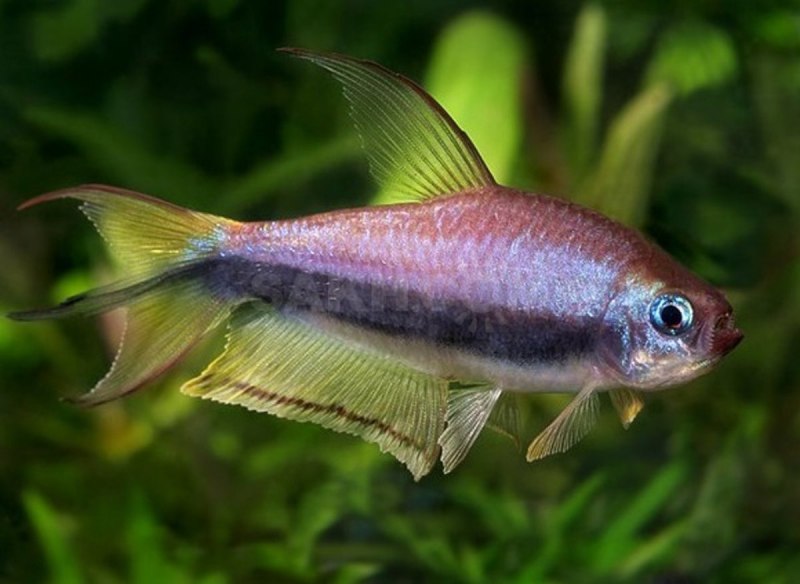 Hyphessobrycon socolofi