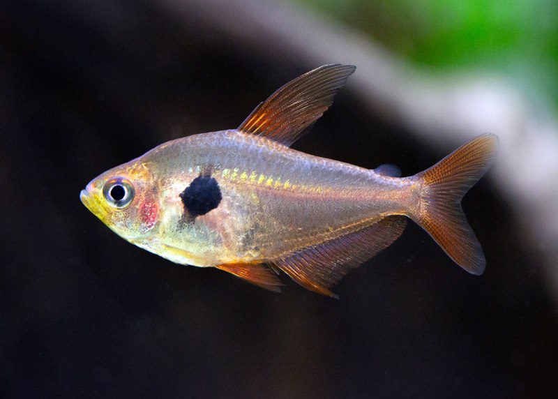 Красный Фантом (Megalamphodus sweglesi