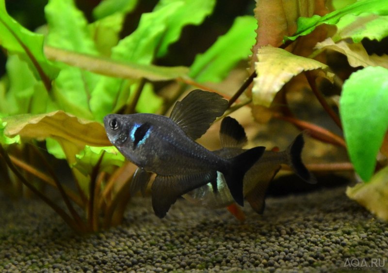 Hyphessobrycon Serpae