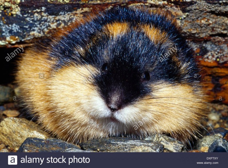 Северная пищуха (Ochotona Hyperborea)