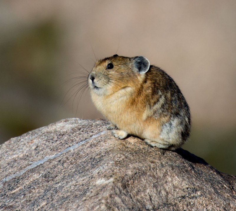 Северная пищуха (Ochotona Hyperborea)