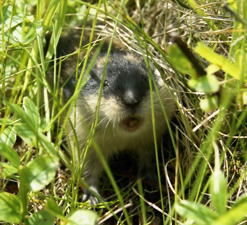 Северная пищуха (Ochotona Hyperborea)