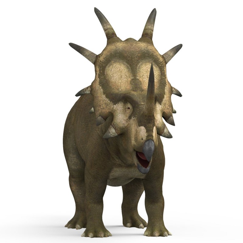 Styracosaurus albertensis