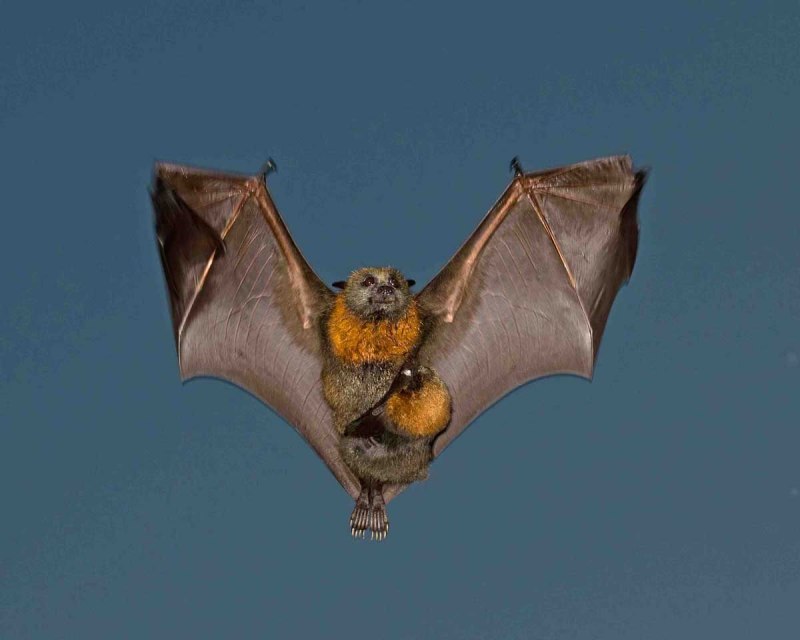 Длиннохвостая летучая мышь Chalinolobus tuberculatus