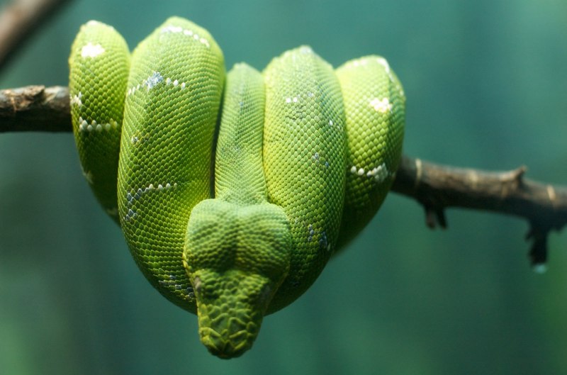 Corallus annulatus