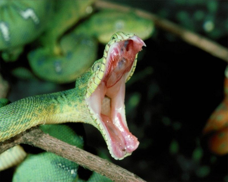 Corallus caninus