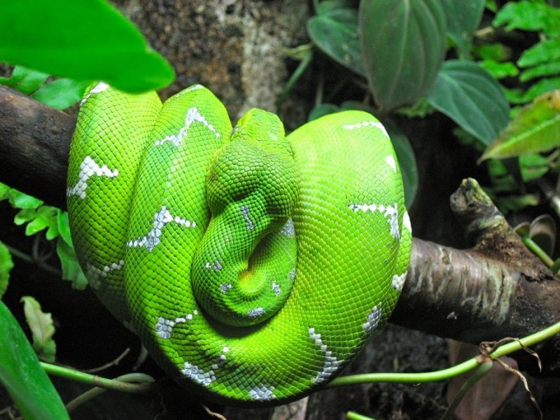 Питон зеленый Morelia viridis