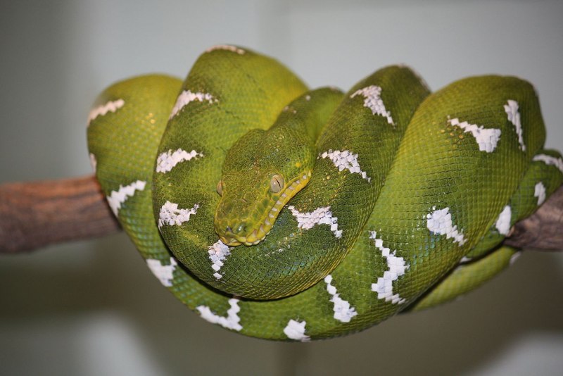 Corallus caninus