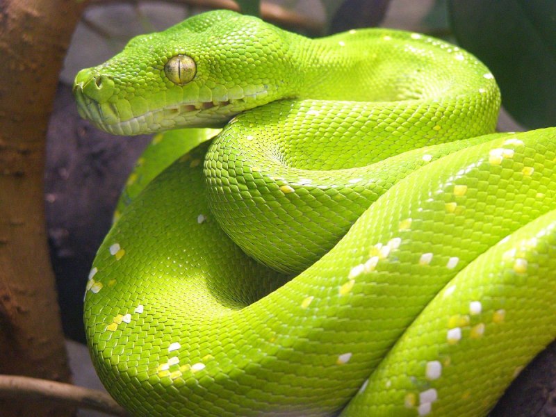 Corallus caninus