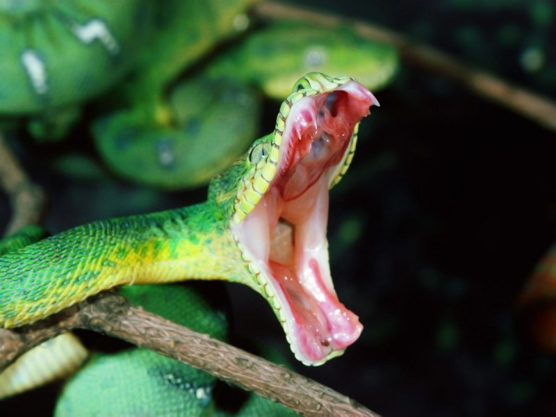 Собакоголовая змея (64 фото)