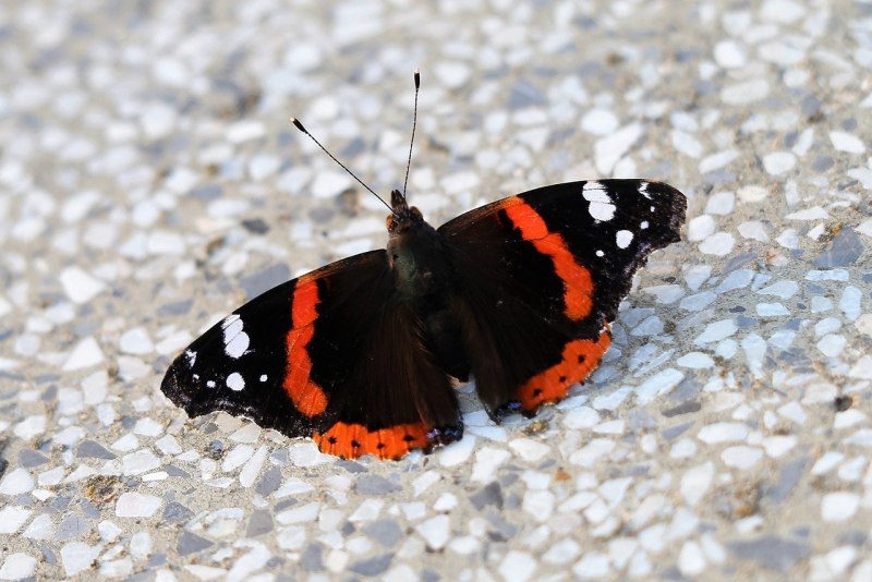 Адмирал (Vanessa Atalanta)