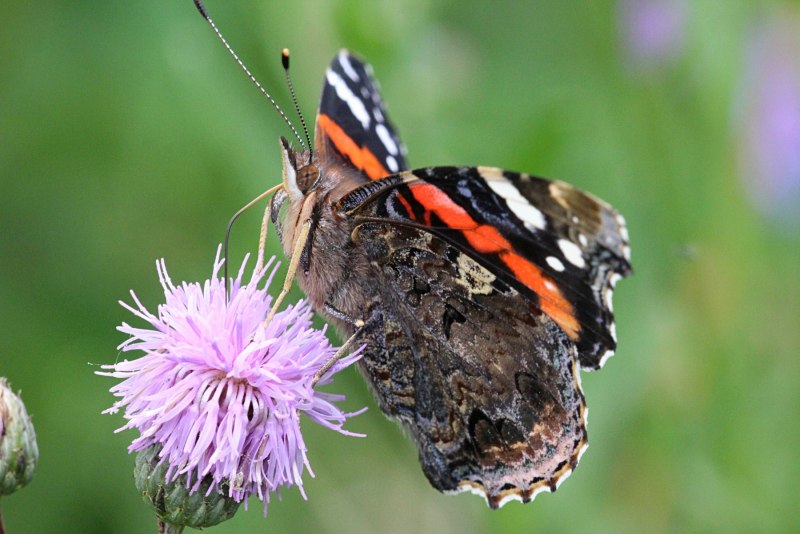 Адмирал (Vanessa Atalanta)