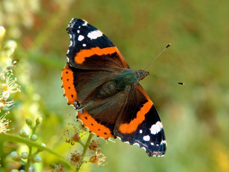 Адмирал (Vanessa Atalanta)