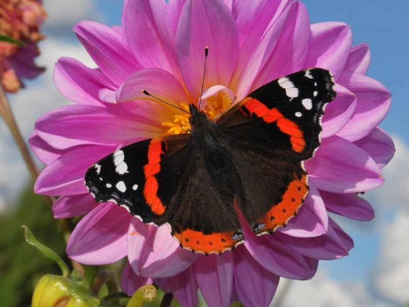 Адмирал (Vanessa Atalanta)