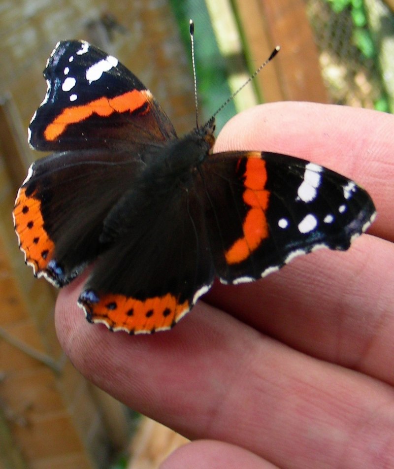 Адмирал (Vanessa Atalanta)
