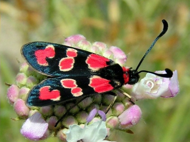 Адмирал (Vanessa Atalanta)