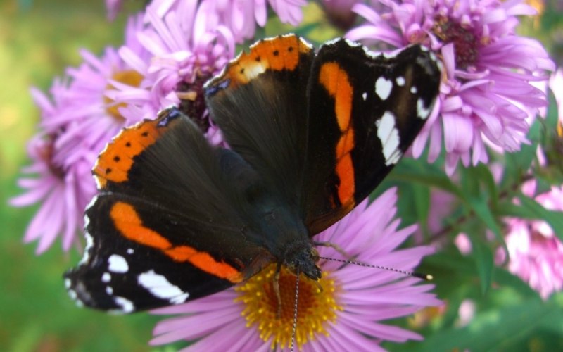 Адмирал (Vanessa Atalanta)