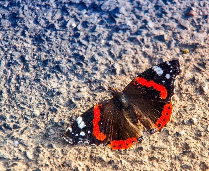 Адмирал (Vanessa Atalanta)