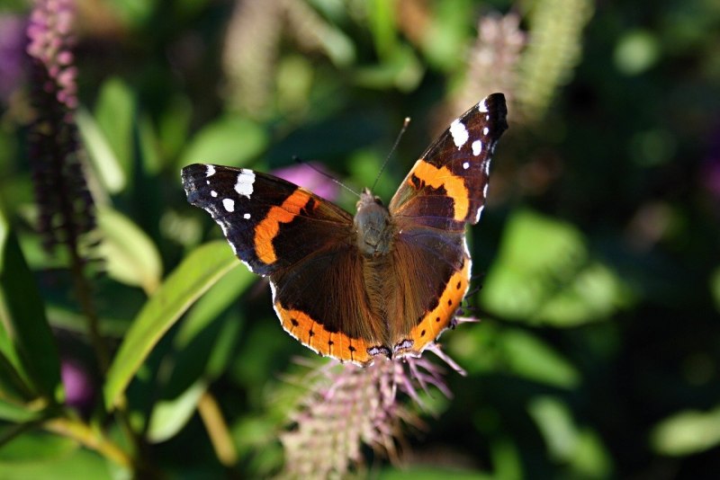 Vanessa Atalanta