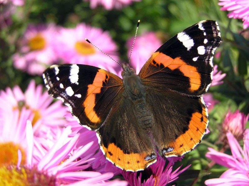 Адмирал (Vanessa Atalanta)