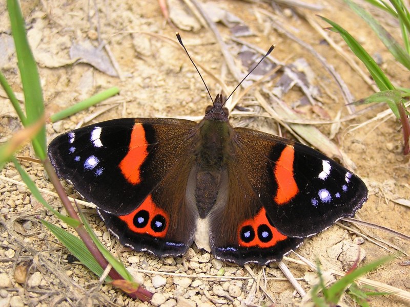 Адмирал (Vanessa Atalanta)