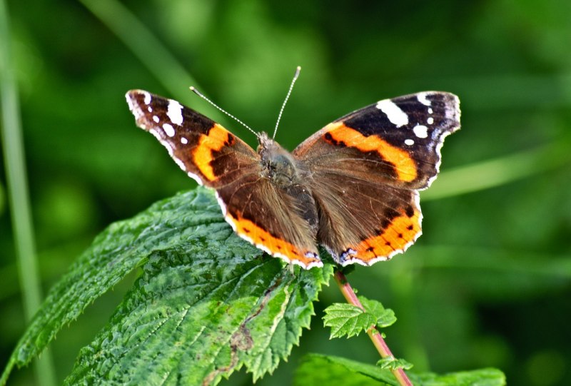 Red Admiral бабочка